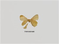 藏品(青枯葉蛾)的圖片